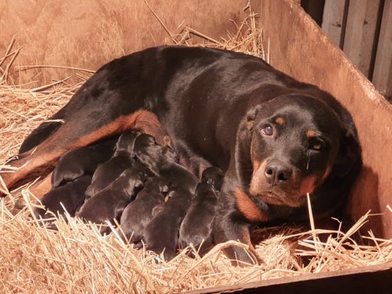 Cali and her puppies - day 2 - sired by Drago