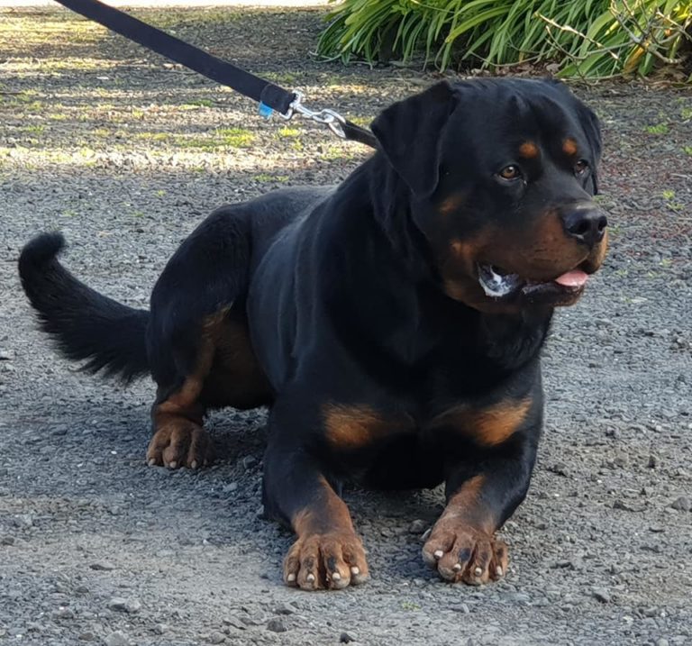 Rottweiler Dogs For Sale Young adult and mature adult Rottweilers for