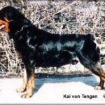 Kai von Tengen