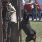Rottweiler completing "Hold & Bark" exercise
