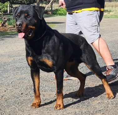 Breeding Working Rottweilers in Australia