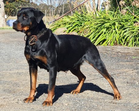 Breeding Working Rottweilers in Australia