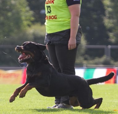 Breeding Working Rottweilers in Australia