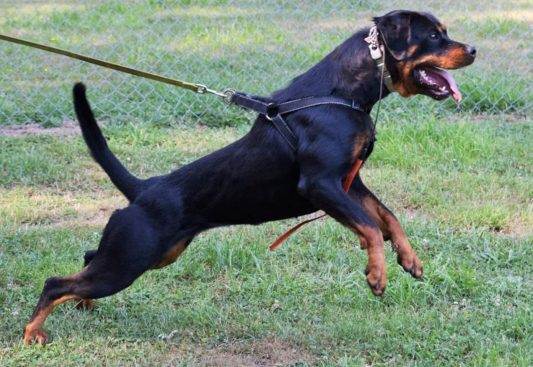 Breeding Working Rottweilers in Australia