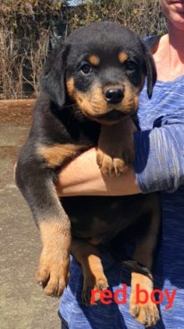 Breeding Working Rottweilers in Australia