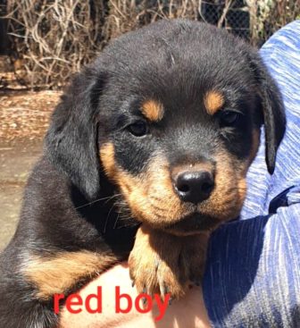 Breeding Working Rottweilers in Australia