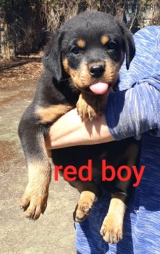 Breeding Working Rottweilers in Australia