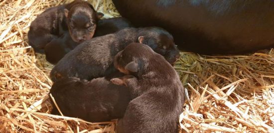 Breeding Working Rottweilers in Australia