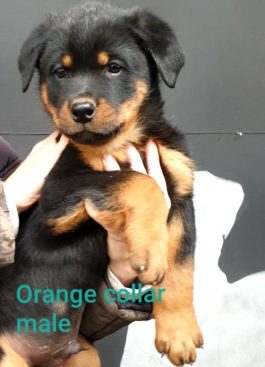 Breeding Working Rottweilers in Australia