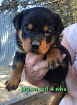 Breeding Working Rottweilers in Australia