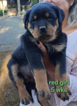 Breeding Working Rottweilers in Australia