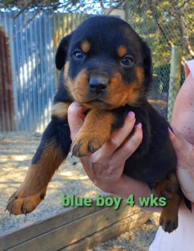 Breeding Working Rottweilers in Australia