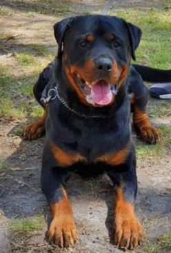 Breeding Working Rottweilers in Australia
