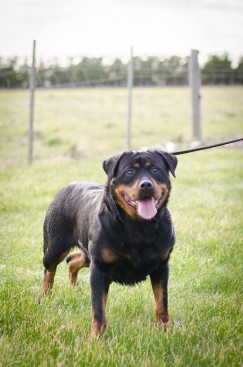 Breeding Working Rottweilers in Australia