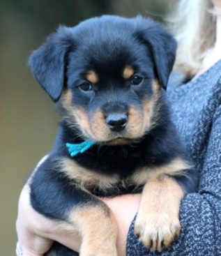 Breeding Working Rottweilers in Australia