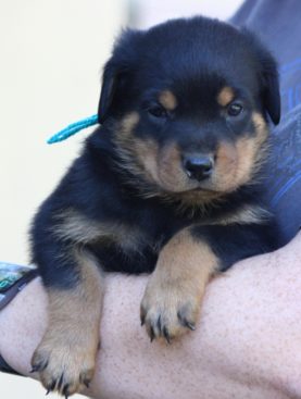 Breeding Working Rottweilers in Australia