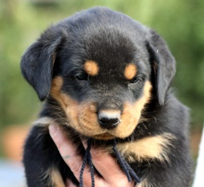 Breeding Working Rottweilers in Australia