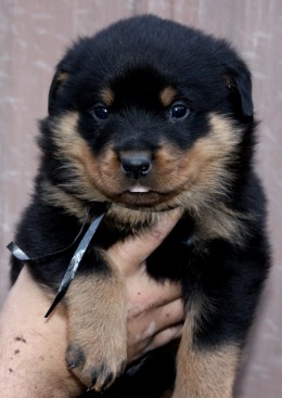 Breeding Working Rottweilers in Australia