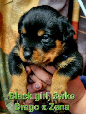 Breeding Working Rottweilers in Australia