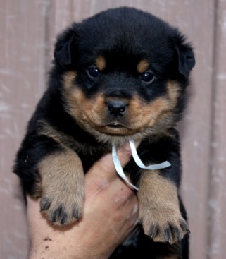 Breeding Working Rottweilers in Australia