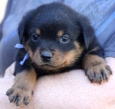 Breeding Working Rottweilers in Australia