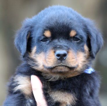 Breeding Working Rottweilers in Australia