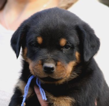 Breeding Working Rottweilers in Australia
