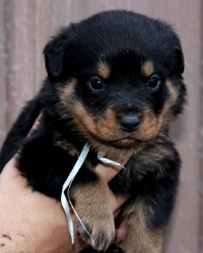 Breeding Working Rottweilers in Australia
