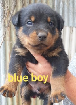 Breeding Working Rottweilers in Australia