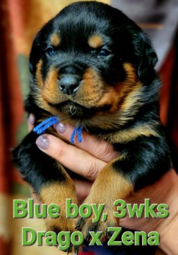 Breeding Working Rottweilers in Australia