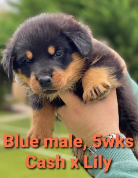 Breeding Working Rottweilers in Australia