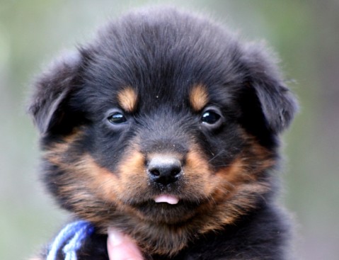Breeding Working Rottweilers in Australia