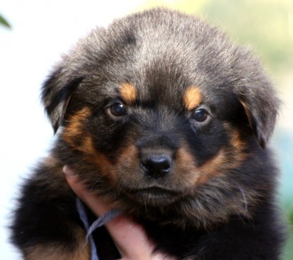 Breeding Working Rottweilers in Australia
