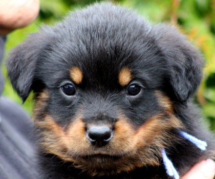 Breeding Working Rottweilers in Australia