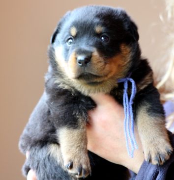 Breeding Working Rottweilers in Australia