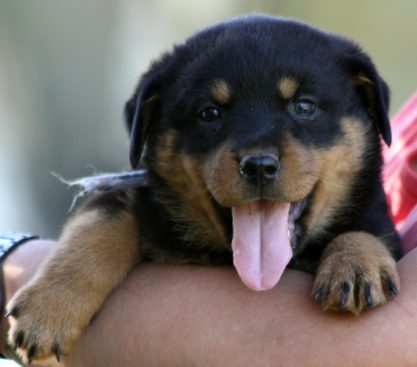 Breeding Working Rottweilers in Australia