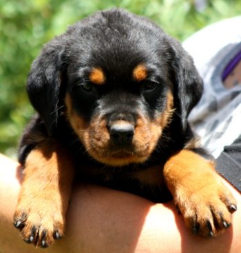 Breeding Working Rottweilers in Australia