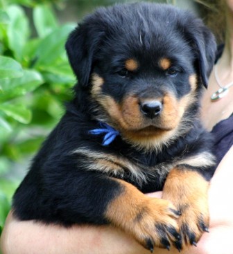Breeding Working Rottweilers in Australia