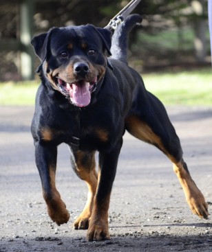 Breeding Working Rottweilers in Australia