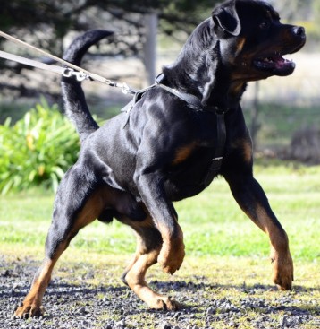 Breeding Working Rottweilers in Australia