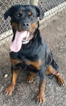 Breeding Working Rottweilers in Australia