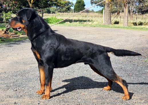 Breeding Working Rottweilers in Australia