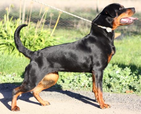 Breeding Working Rottweilers in Australia
