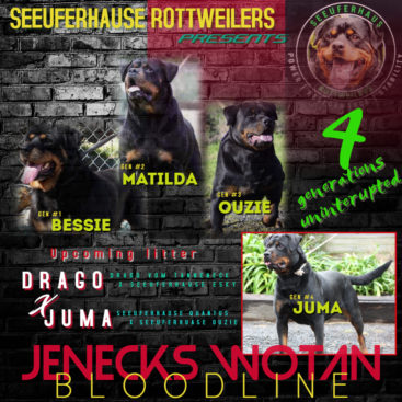 Breeding Working Rottweilers in Australia