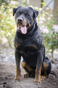 Breeding Working Rottweilers in Australia