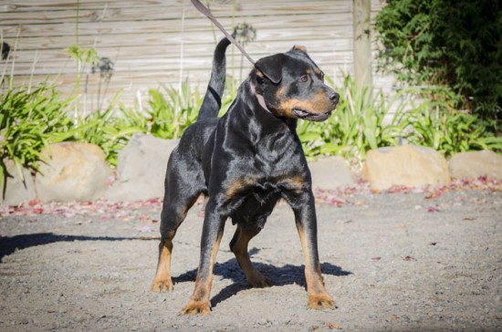 Breeding Working Rottweilers in Australia