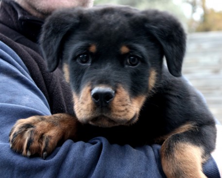Breeding Working Rottweilers in Australia