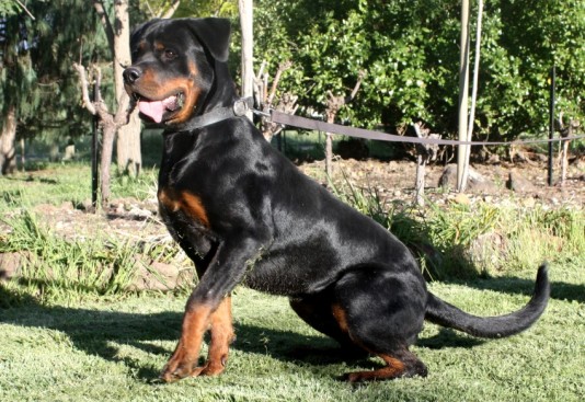 Breeding Working Rottweilers in Australia