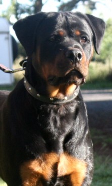 Breeding Working Rottweilers in Australia