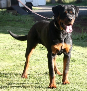 Breeding Working Rottweilers in Australia